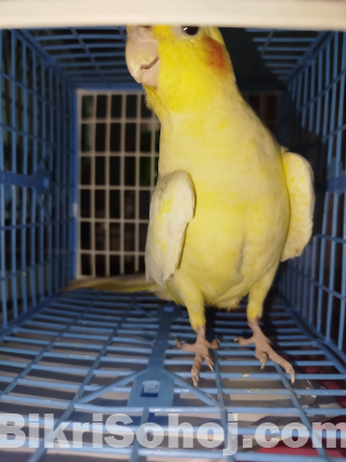 ককাটেল ফিমেল পাখি